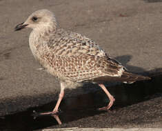 Image of European Herring Gull