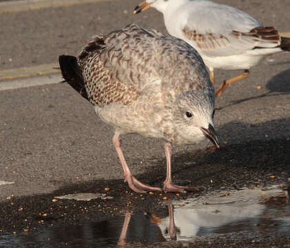 Image of European Herring Gull