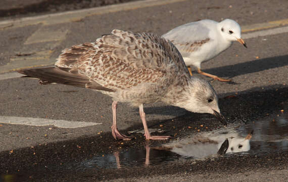 Image of European Herring Gull