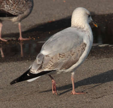 Image of European Herring Gull