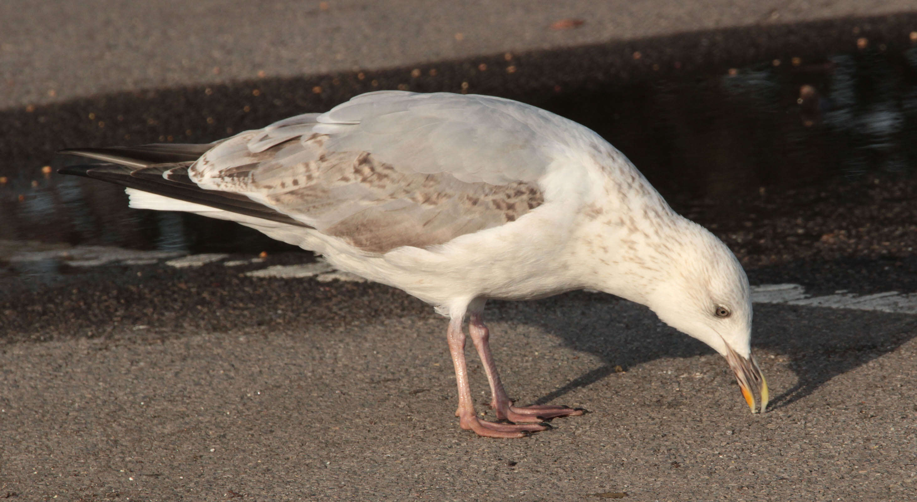 Image of European Herring Gull