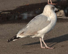 Image of European Herring Gull