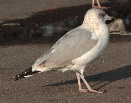 Image of European Herring Gull