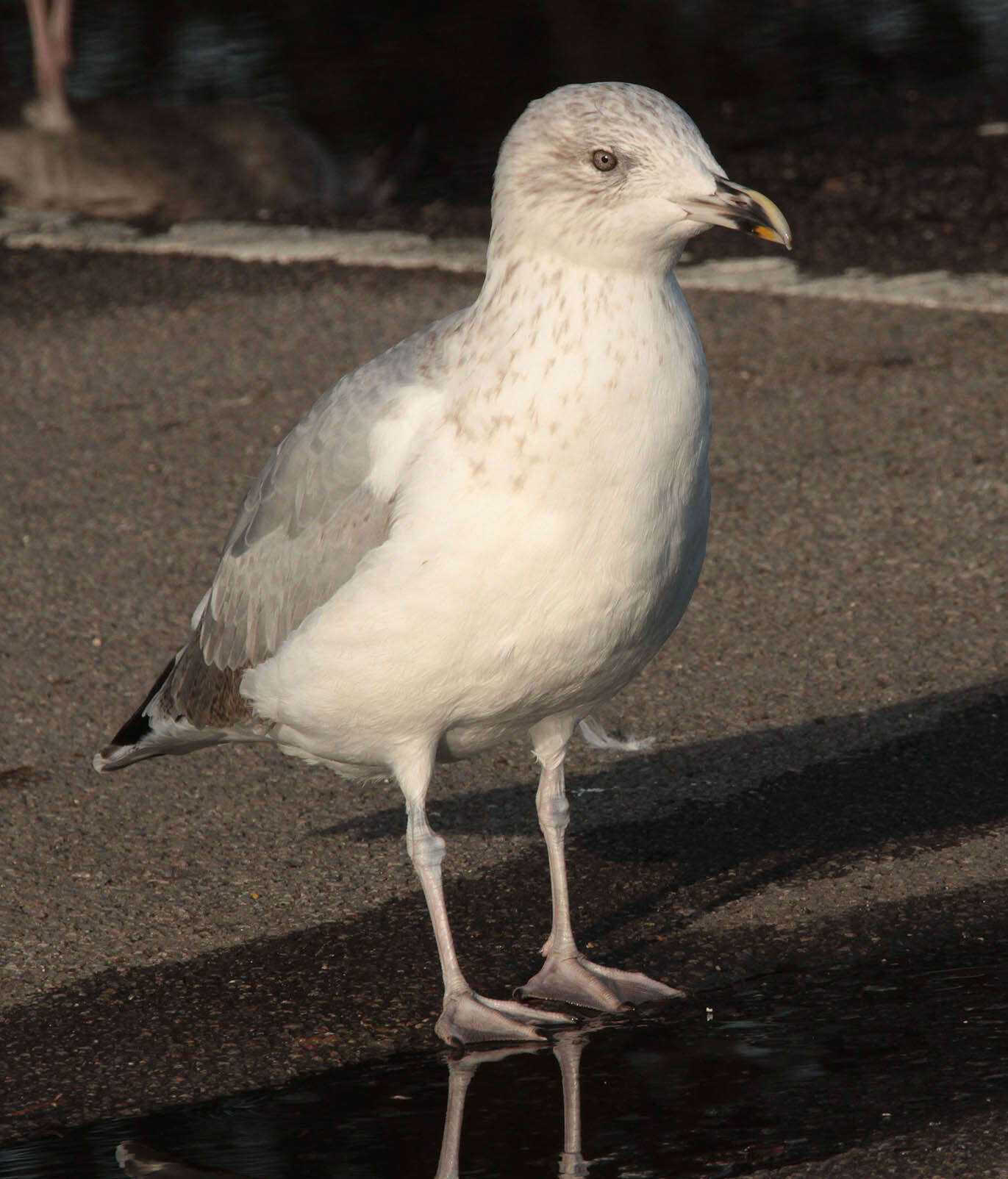 Image of European Herring Gull