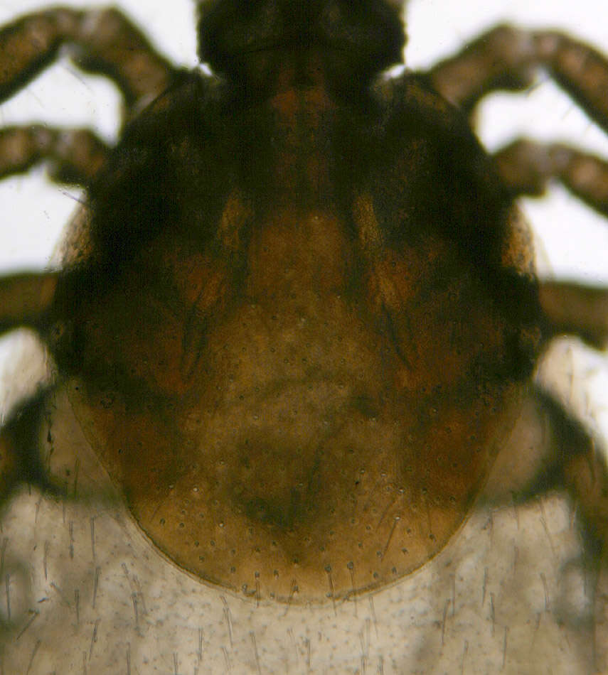 Image of Common sheep tick