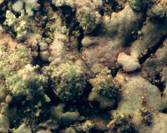 Image of wreath lichen