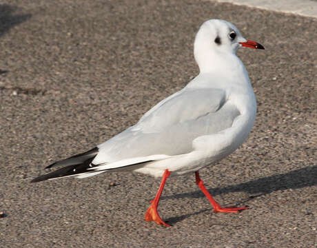 Image of Black-headed Gull