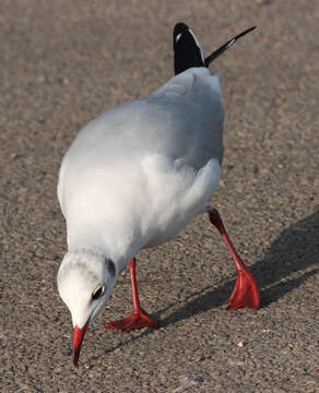 Image of Black-headed Gull