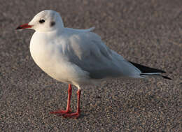 Imagem de guincho-comum