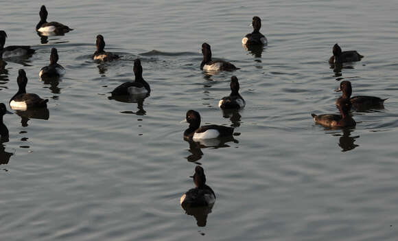 Image of Tufted Duck