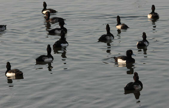 Image of Tufted Duck