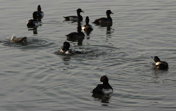 Image of Tufted Duck