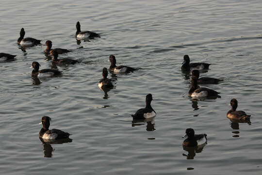 Image of Tufted Duck