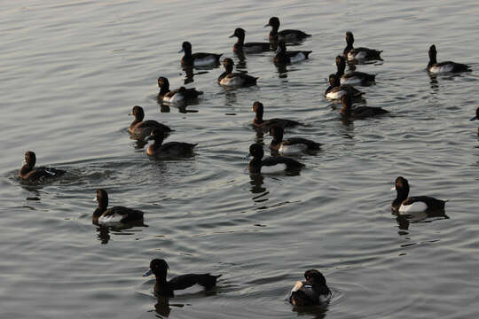 Image of Tufted Duck