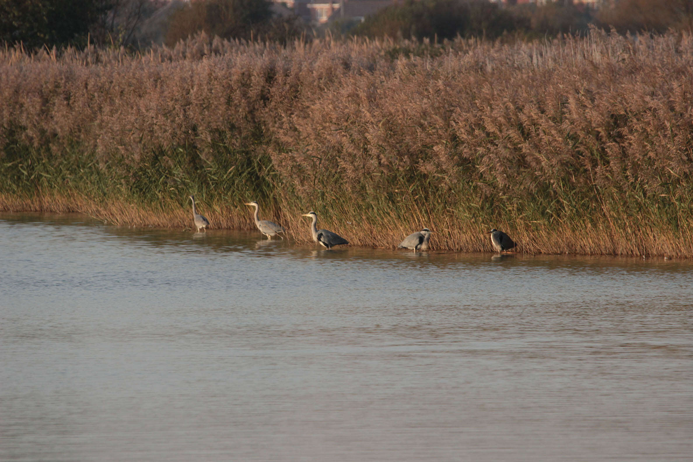 Image of Grey Heron