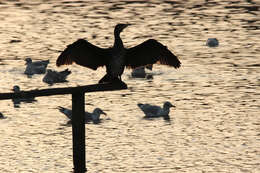 Plancia ëd Phalacrocorax carbo (Linnaeus 1758)