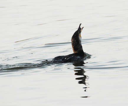 Plancia ëd Phalacrocorax carbo (Linnaeus 1758)