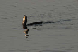 Image of Black Shag