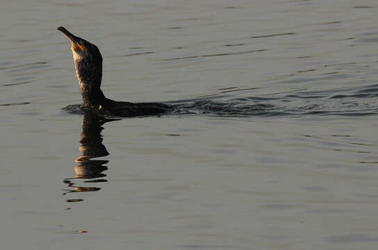 Plancia ëd Phalacrocorax carbo (Linnaeus 1758)