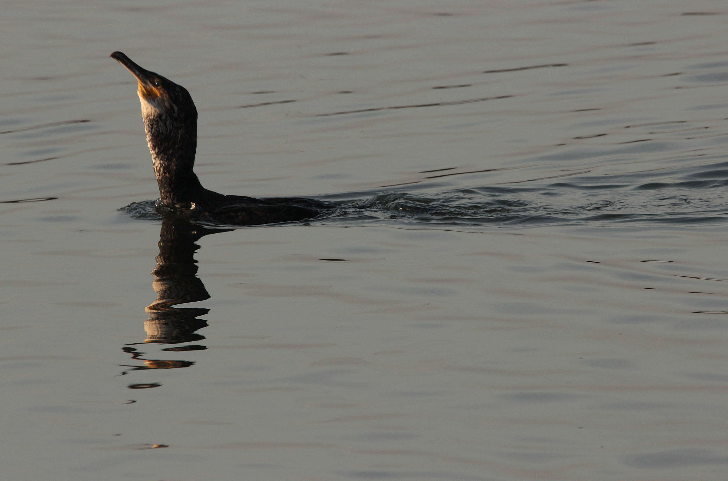 Imagem de Phalacrocorax carbo (Linnaeus 1758)