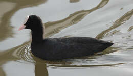 Image of Common Coot