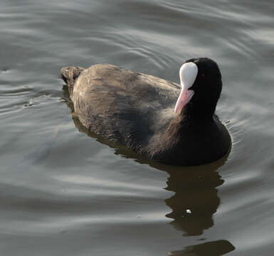 Image of Common Coot