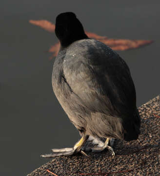 Image of Common Coot