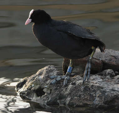 Image of Common Coot