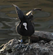 Image of Common Coot