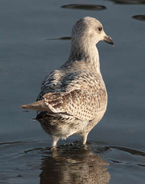 Image of European Herring Gull