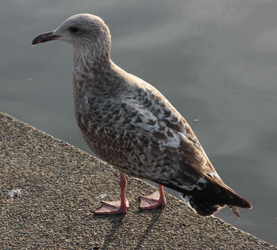 Image of European Herring Gull