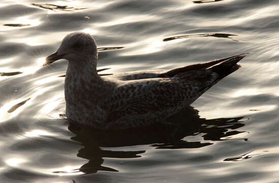 Image of European Herring Gull