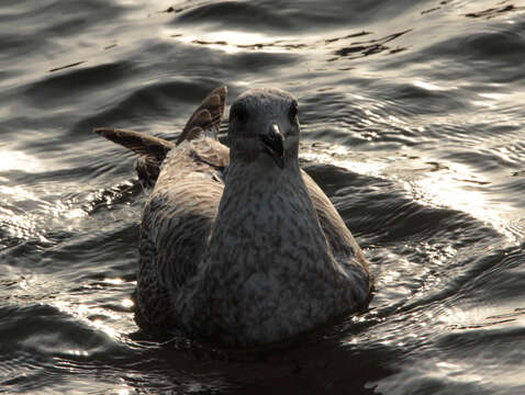 Image of European Herring Gull