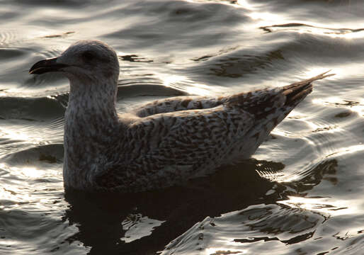 Image of European Herring Gull