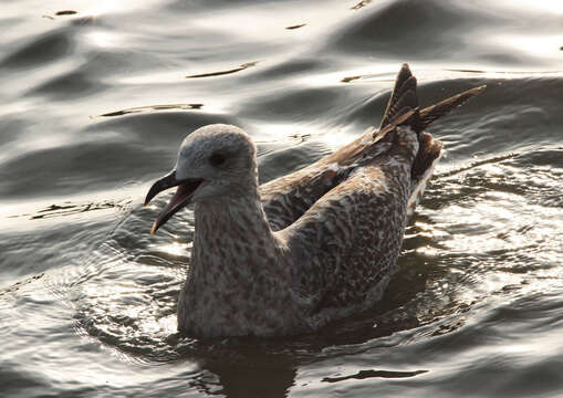 Image of European Herring Gull