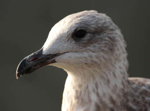 Image of European Herring Gull