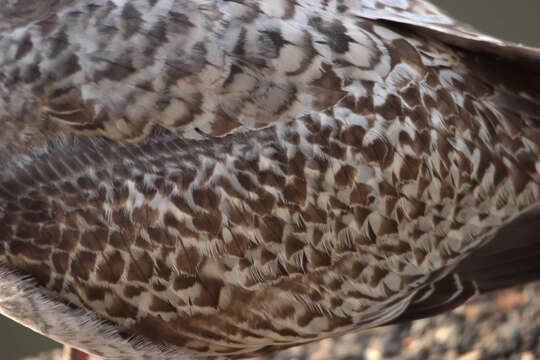 Image of European Herring Gull