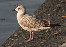 Image of European Herring Gull