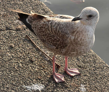 Image of European Herring Gull