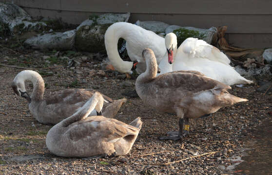 Image of Mute Swan