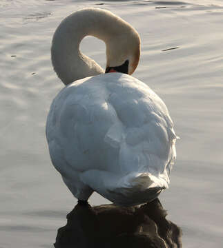 Image of Mute Swan