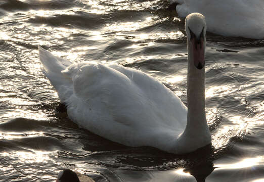 Image of Mute Swan