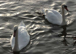 Image of Mute Swan