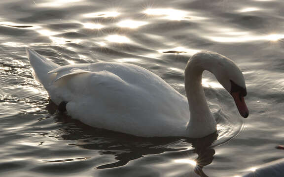 Image of Mute Swan