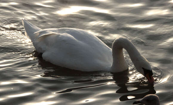 Image of Mute Swan