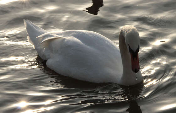 Image de Cygne muet