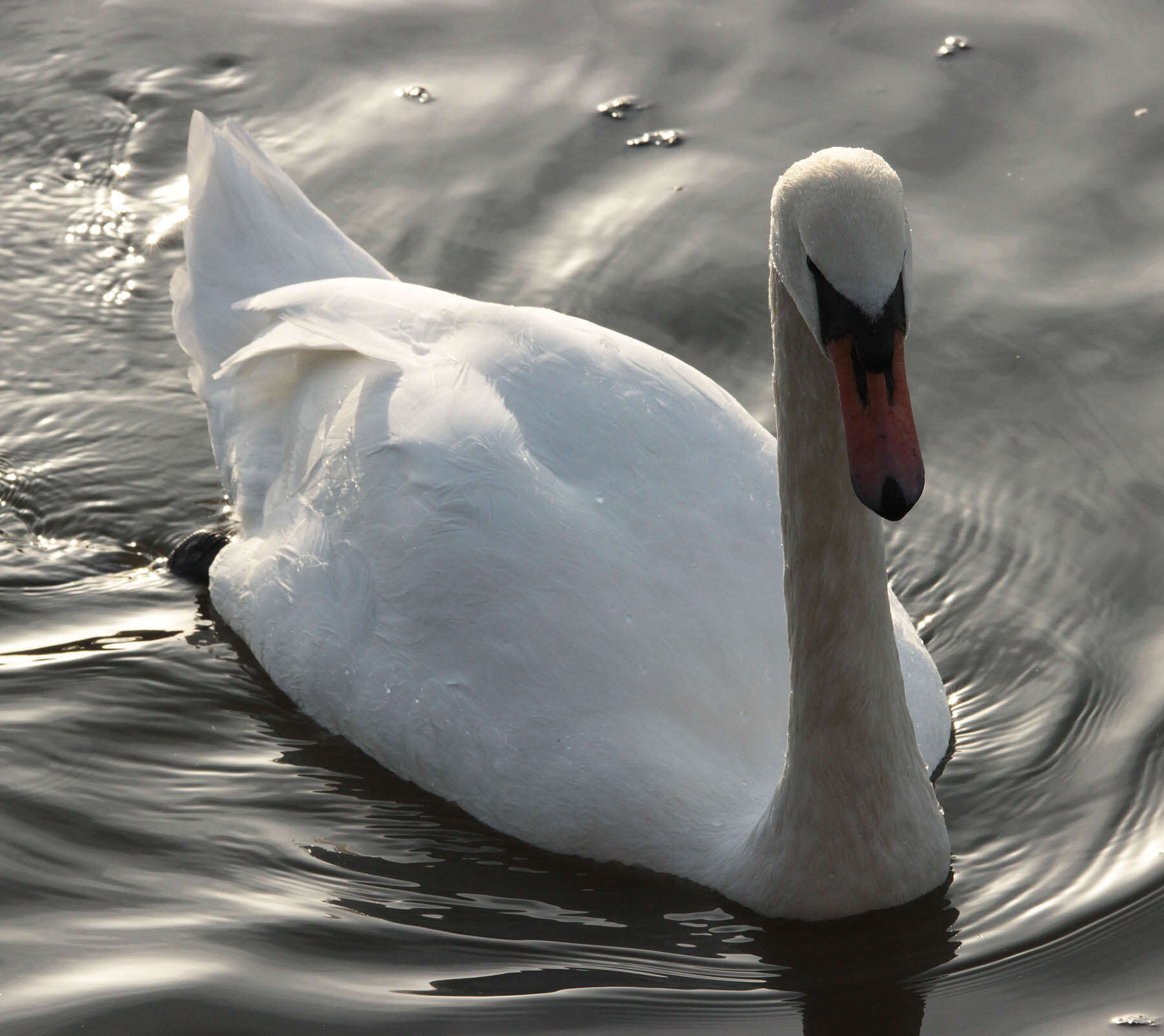 Image of Mute Swan