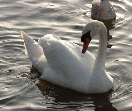 Image of Mute Swan