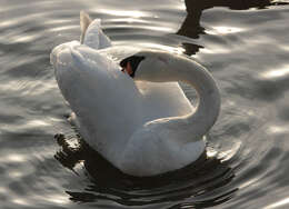 Image of Mute Swan