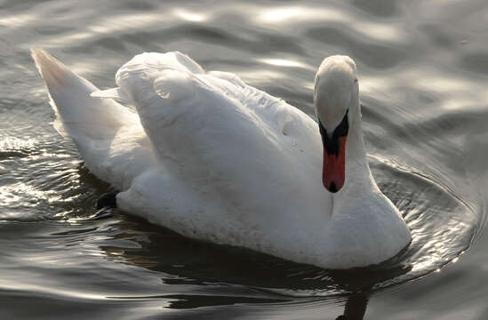 Image of Mute Swan